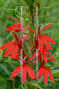 Picture of Lobelia cardinalis 