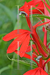 Picture of Lobelia cardinalis 