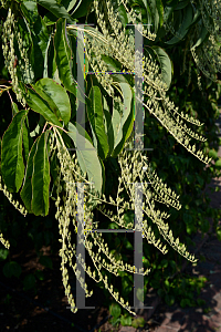 Picture of Oxydendrum arboreum 