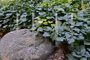 Picture of Pachysandra procumbens 