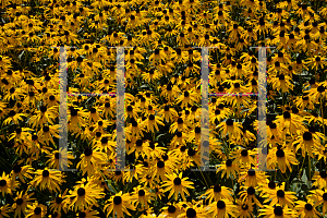 Picture of Rudbeckia fulgida var. sullivantii 'Goldsturm'