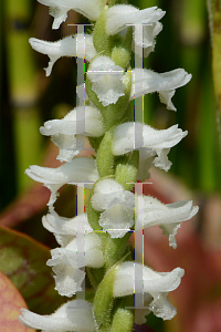 Picture of Spiranthes cernua var. odorata 