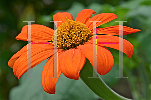 Picture of Tithonia rotundifolia 