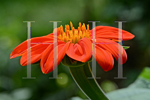 Picture of Tithonia rotundifolia 