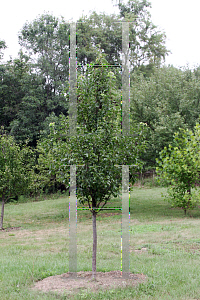 Picture of Pyrus calleryana 'Chanticleer'