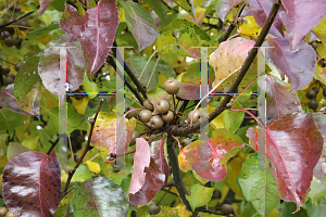 Picture of Pyrus calleryana 'Chanticleer'