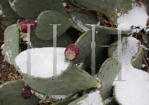 Picture of Opuntia  'Beaver Creek'