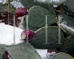 Picture of Opuntia  'Beaver Creek'