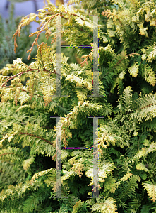 Picture of Chamaecyparis obtusa 'Fernspray Gold'