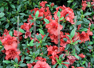 Picture of Rhododendron (subgenus Azalea) 'Conleb (Autumn Embers)'