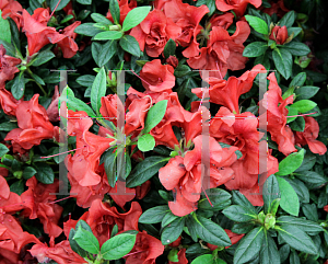 Picture of Rhododendron (subgenus Azalea) 'Conleb (Autumn Embers)'