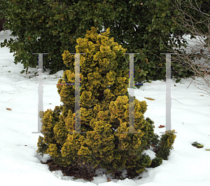 Picture of Chamaecyparis obtusa 'Nana Lutea'