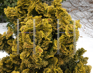 Picture of Chamaecyparis obtusa 'Nana Lutea'