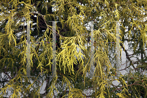 Picture of Chamaecyparis pisifera 'Golden Mop'