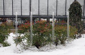 Picture of Nandina domestica 'Moon Bay'