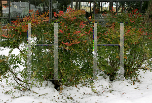 Picture of Nandina domestica 'Moon Bay'