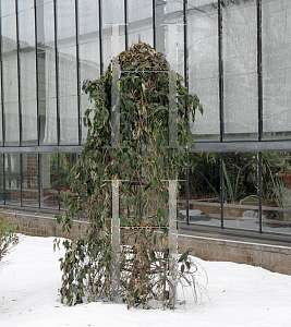 Picture of Bignonia capreolata 'Tangerine Beauty'