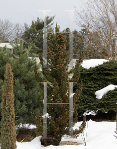 Picture of Cryptomeria japonica 'Black Dragon'