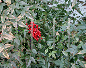 Picture of Nandina domestica 'Harbor Dwarf'