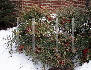 Picture of Nandina domestica 'Harbor Dwarf'