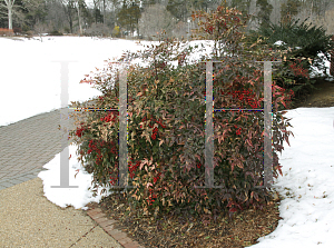 Picture of Nandina domestica 'Harbor Dwarf'