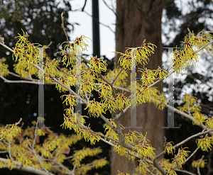 Picture of Hamamelis x intermedia 'Arnold's Promise'