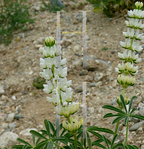 Picture of Lupinus arbustus 