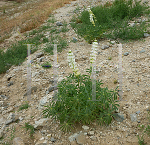 Picture of Lupinus arbustus 