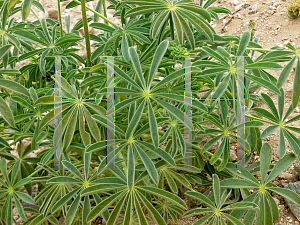 Picture of Lupinus arbustus 