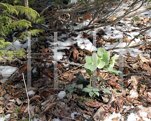 Picture of Helleborus  'Walhelivor (Ivory Prince)'