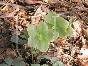 Picture of Helleborus  'Walhelivor (Ivory Prince)'