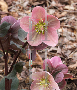 Picture of Helleborus x ericsmithii 'HGC Pink Frost'