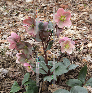 Picture of Helleborus x ericsmithii 'HGC Pink Frost'