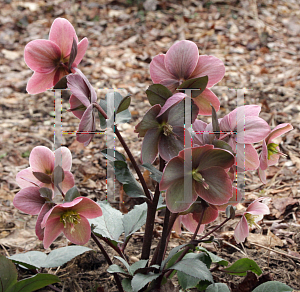 Picture of Helleborus x ericsmithii 'HGC Pink Frost'