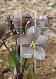 Picture of Helleborus x ericsmithii 'HGC Maestro'