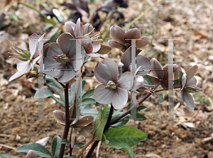 Picture of Helleborus x ericsmithii 'HGC Maestro'