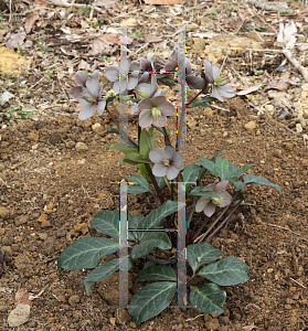 Picture of Helleborus x ericsmithii 'HGC Maestro'