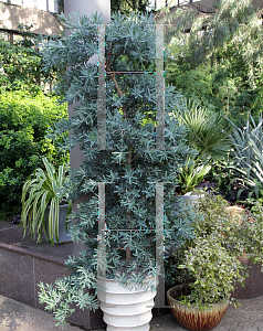 Picture of Podocarpus elongatus 'Monmal (Icee Blue)'