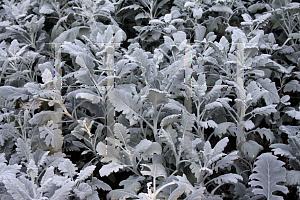 Picture of Senecio cineraria 'Cirrus'