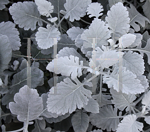 Picture of Senecio cineraria 'Cirrus'