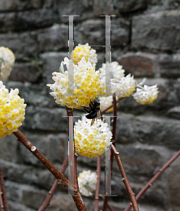 Picture of Edgeworthia chrysantha 