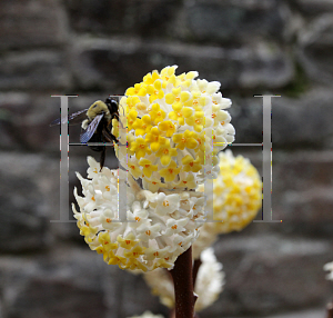 Picture of Edgeworthia chrysantha 