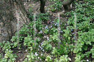 Picture of Chionodoxa forbesii 