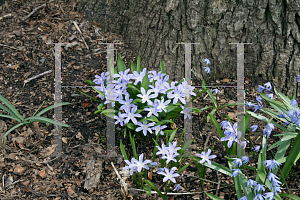 Picture of Chionodoxa forbesii 