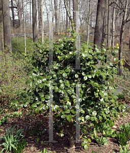 Picture of Ilex opaca 'Satyr Hill'