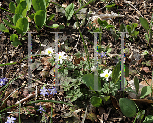 Picture of Anemone blanda 