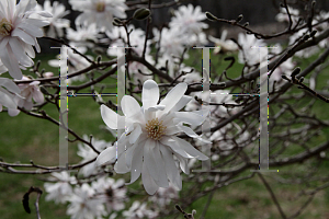 Picture of Magnolia stellata 'Waterlily'