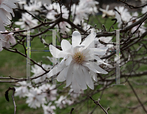 Picture of Magnolia stellata 'Waterlily'