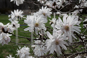 Picture of Magnolia stellata 'Waterlily'