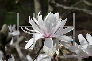 Picture of Magnolia stellata 'Waterlily'